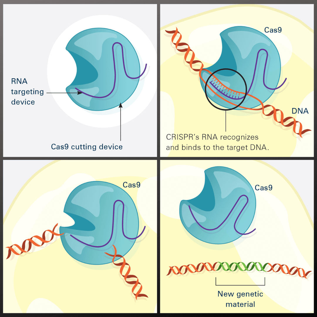 FDA Sets Safety Standards for Genome Editing Therapies, Building Path Toward Personalized CRISPR Medicine