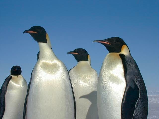 Emperor Penguin Declared Endangered as Antarctic Sea Ice Hits Record Lows
